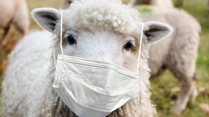 sheep-with-mask