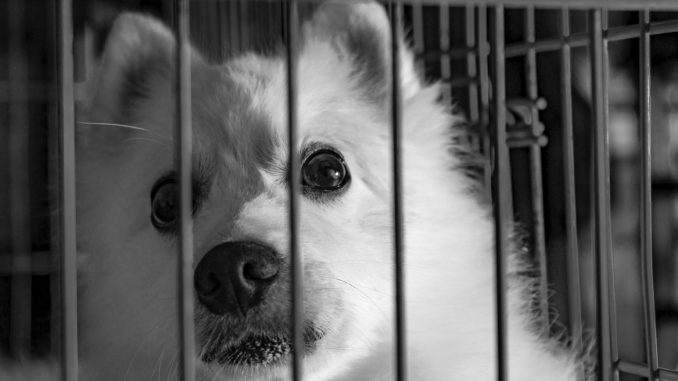 pet-seizures