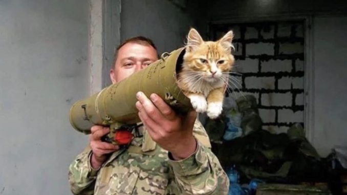 Cat-house